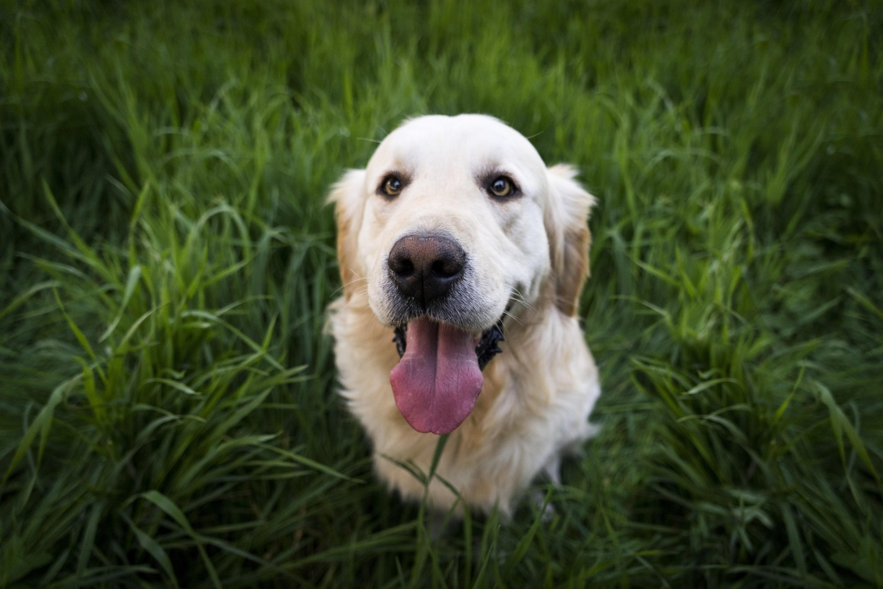 hond